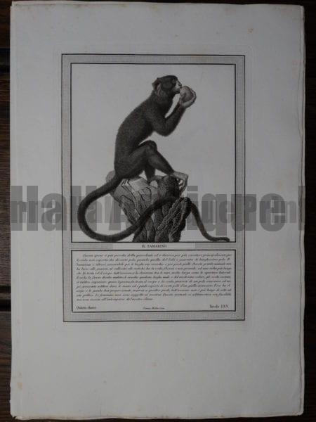 Rare Italian Black and White copper plate engraving, by Jacobs. 1810.