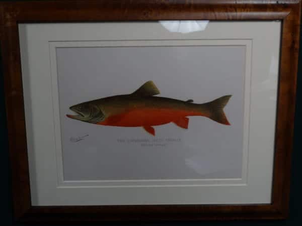 The Canadian Red Trout by Sherman Denton, Professionally  Framed  $285. with free US shipping