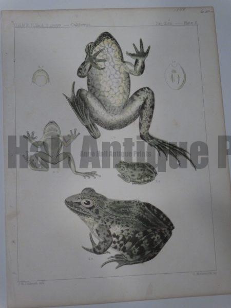 USPRR Frogs Plate X $60