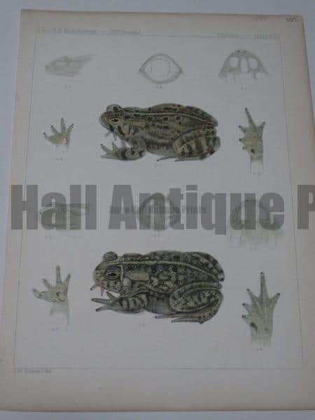 USPRR Frogs Plate XXV $45.