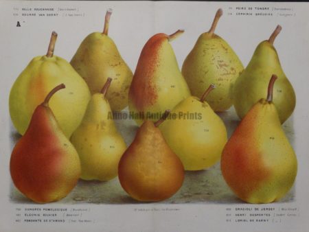 beautiful collection pears