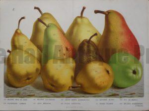 19th century pear print