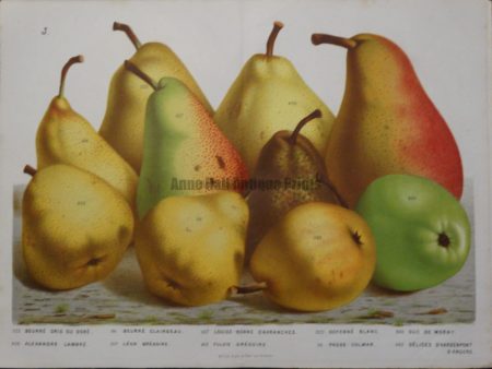 19th century pear print
