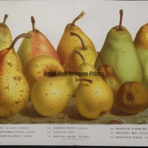 amazing classic art pears