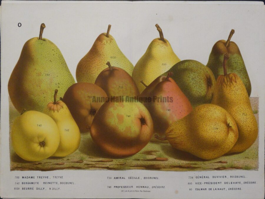 original pear lithograph