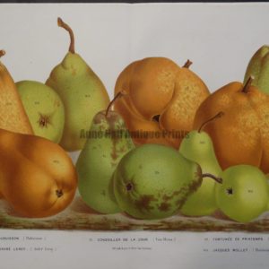 antique pears lithograph