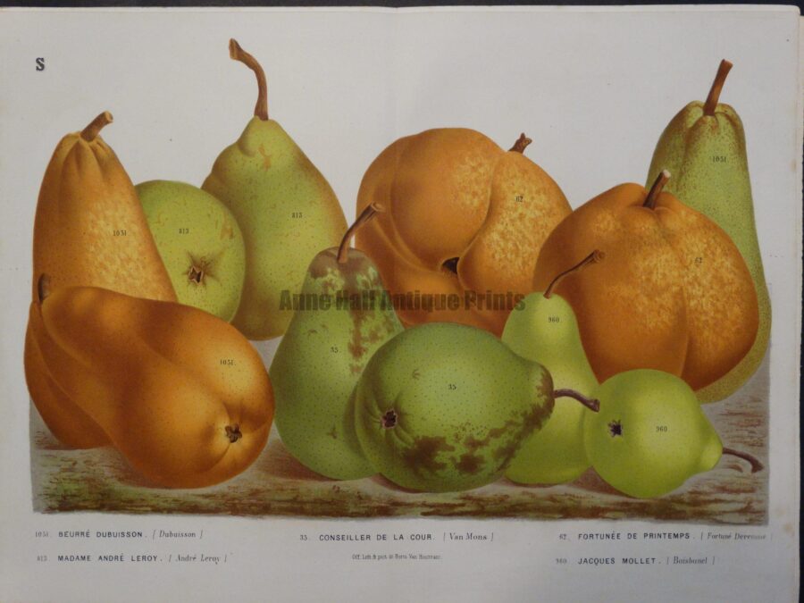 antique pears lithograph
