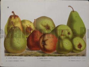 Van Houtteano Pears Pl V $245