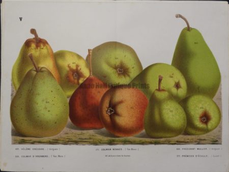 Van Houtteano Pears Pl V $245