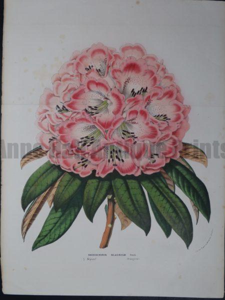 Van Houtteano, Rhododendrun Nilagiricum