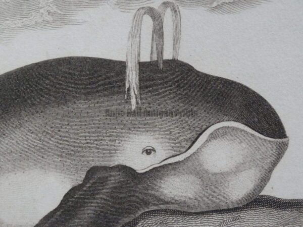 rare bookplates whales whaling