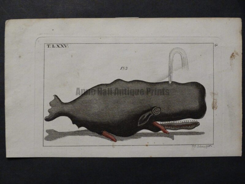fabulous old whale engraving