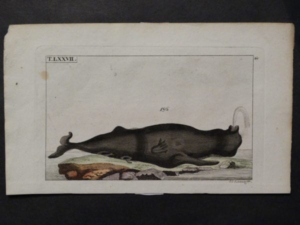 black whale humpback from 1810-21