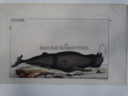 Wilhelm Whales T.LXXVII is a miniature engraving (early 19th century) of a spouting whale, of Catodon Trumpo or North Atlantic Right Whale.