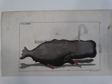 Wilhelm Whales T.LXXV (toothed), is a miniature hand colored engraving on rag paper. Historic bookplate published for Gottleib Wilhelm 1801-1820.  Engraved by JJ Schmuzer. 