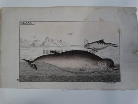Wilhelm Whales T.LXXX. Another 200 year old bookplate engraving depicting 2 marine mammal species: Diodon and Nesarnak.