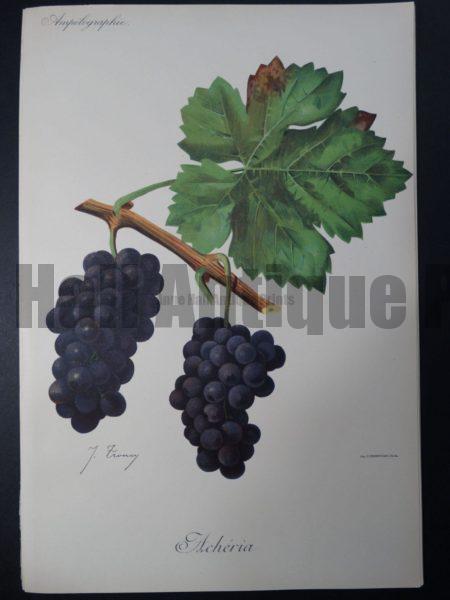 Wine Grapes Accheria