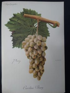 Wine Grapes Caroline Bury