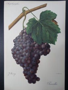 Wine Grapes Forcalla