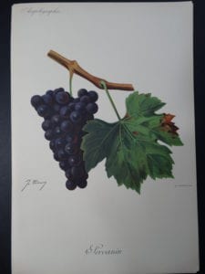 Wine Grapes Servanin