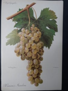 Wine Grapes Ximene's Jambom