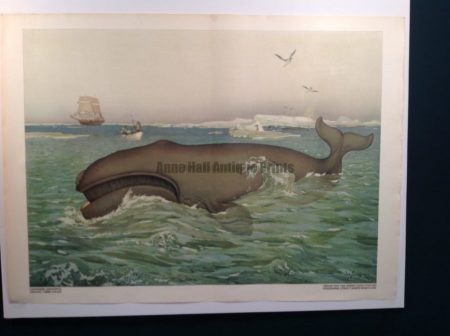 Whale Poster Chromolithograph from c.1900. Austrian. Huge. Stunning colors and condition.