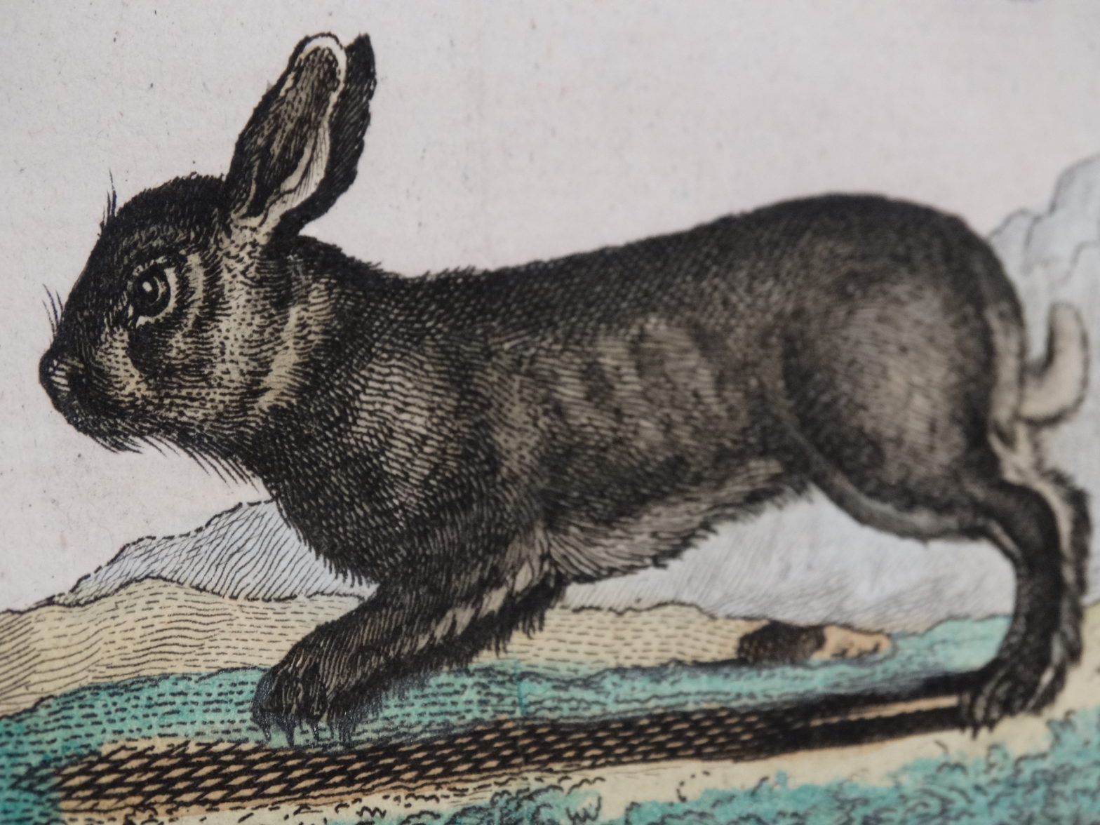 Antique lithographs of rabbits, bunnies & hares. Anne Hall Antique Prints